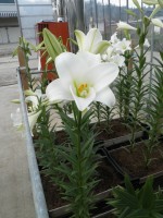 [1720 WhiteFox-M No02.JPG]